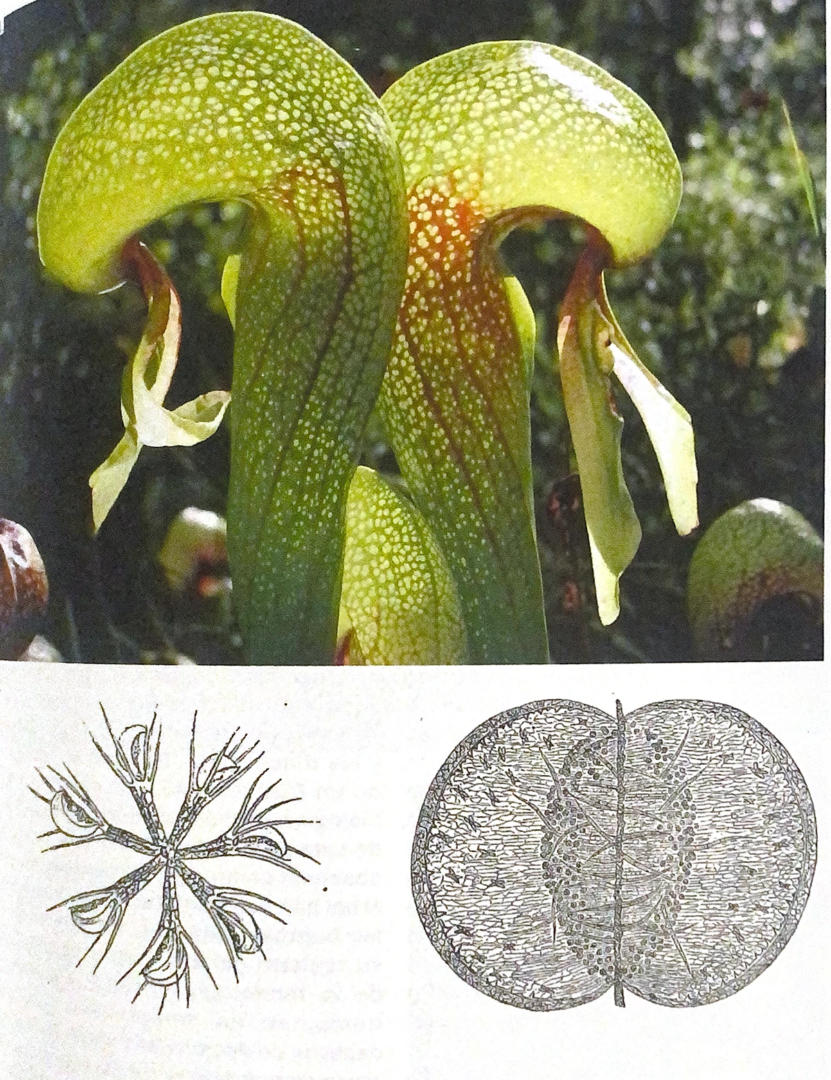 Green Plants and technical drawings biology