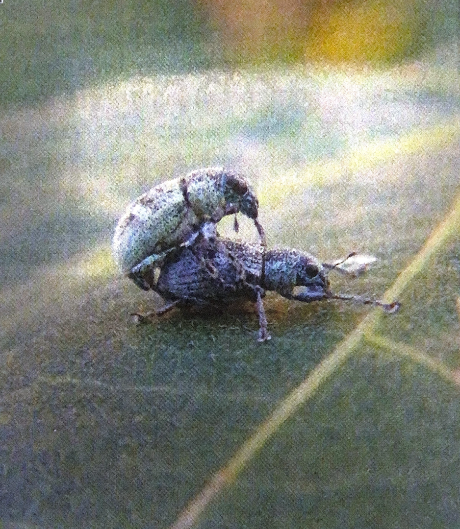 Two Bugs having Sex