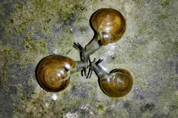 Image from the book La Condición Postnatural