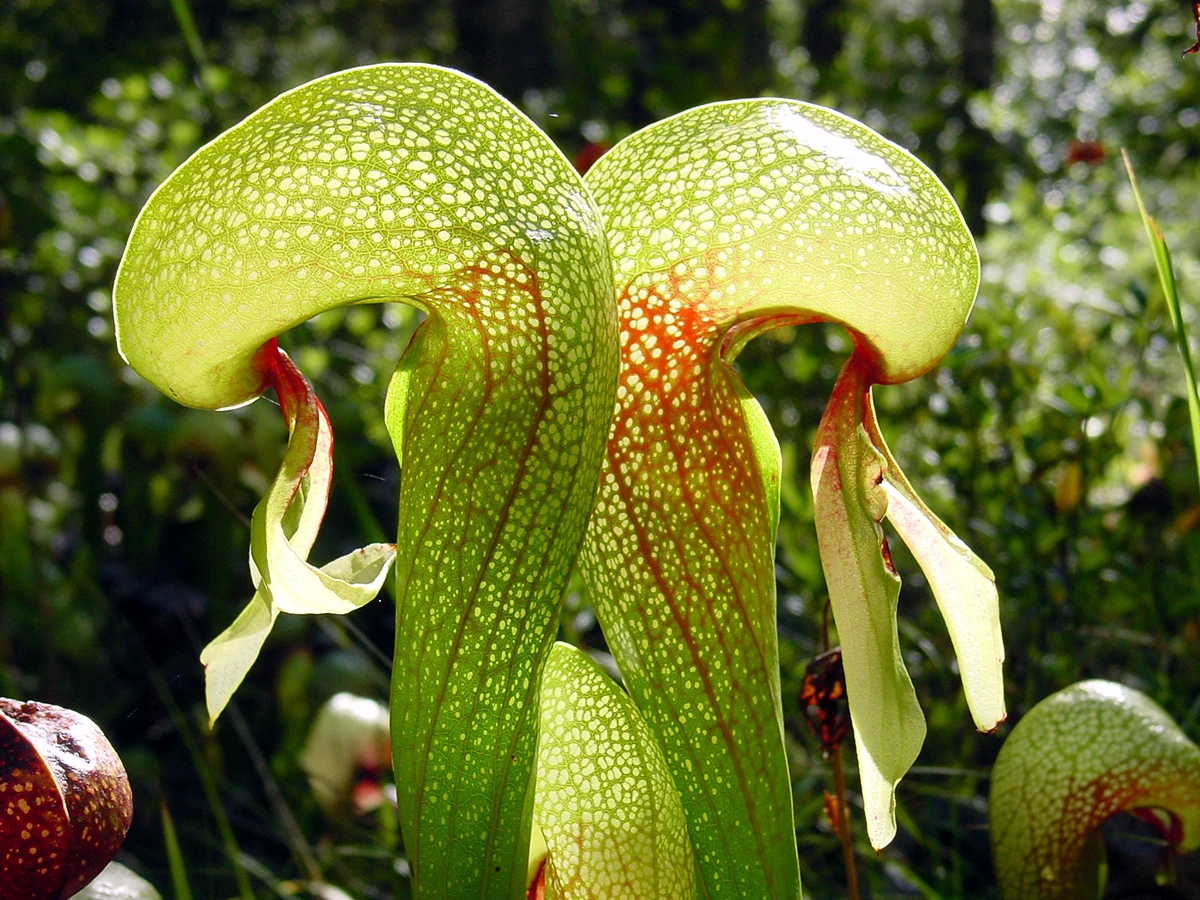 Green Plants biology Lorenzo Zerbini and Yuri Tuma Snails Lampoon Issue 32 - Darlingtonia Californica