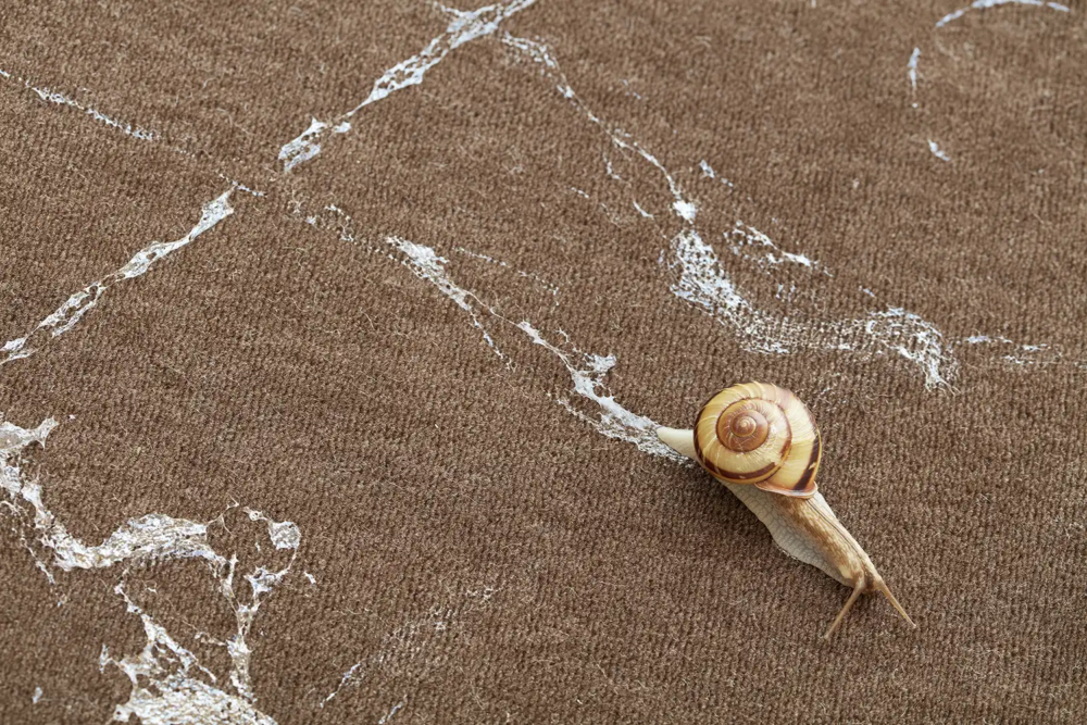 Michel Blazy, Le lâcher d'escargots, 2009