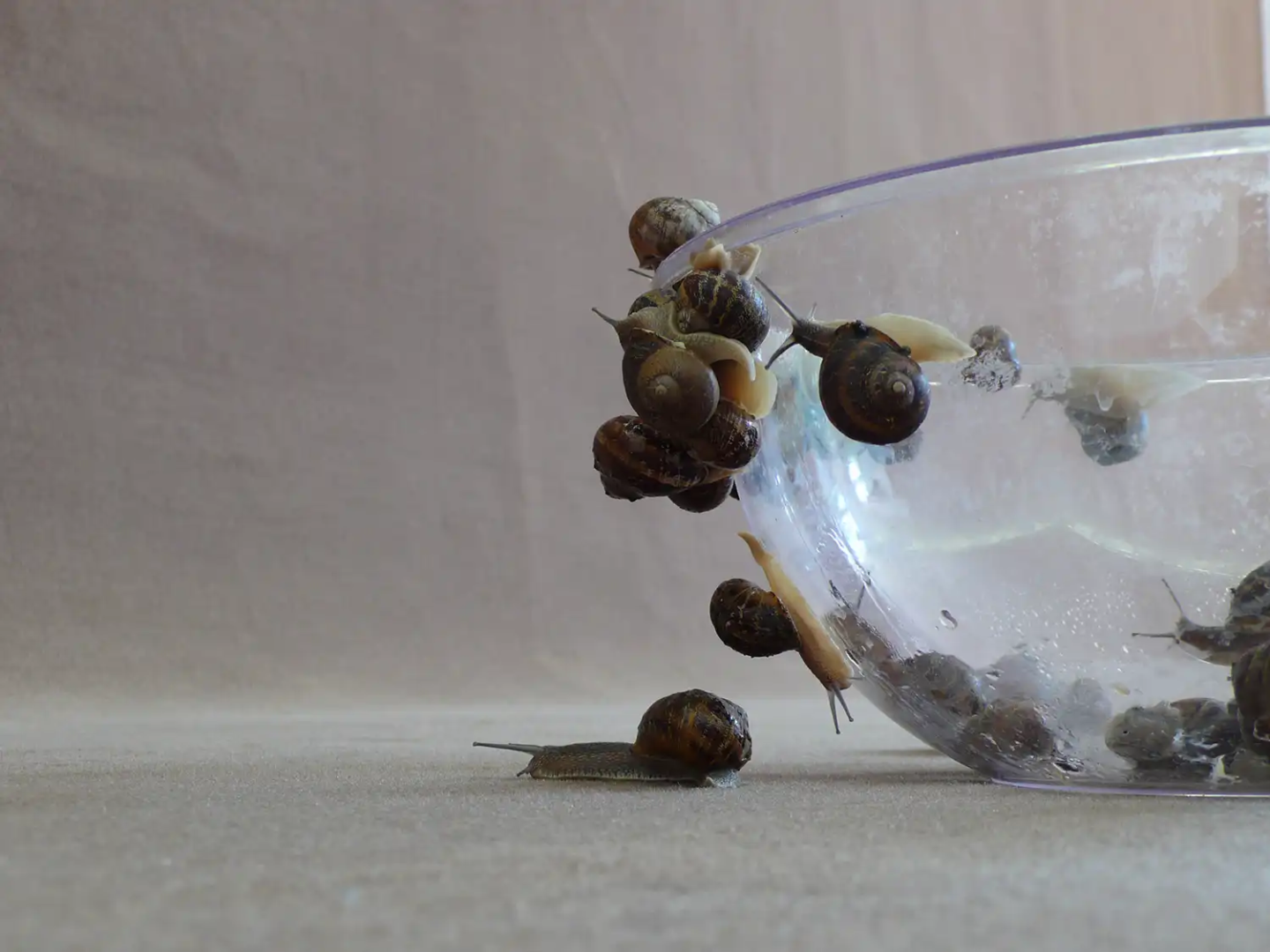Michel Blazy, Le lâcher d'escargots, 2009