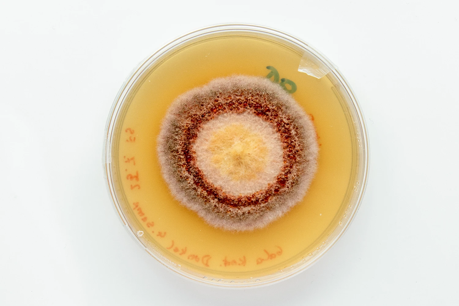 On this plate, a fungus belonging to the phylum Ascomycota was isolated from a symptomatic Gala apple leaf exhibiting leaf spots. photo from the phytopathology research group at the Laimburg Research Center, thanks to Vera Christandl and Agnese Martinelli.