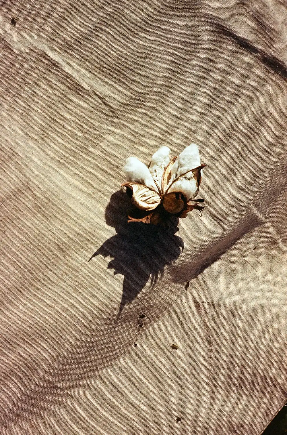 Armani Agroforestale: il primo cotone rigenerativo al mondo coltivato in agroforestazione  Capsula del fiocco di cotone, Rutigliano, Puglia