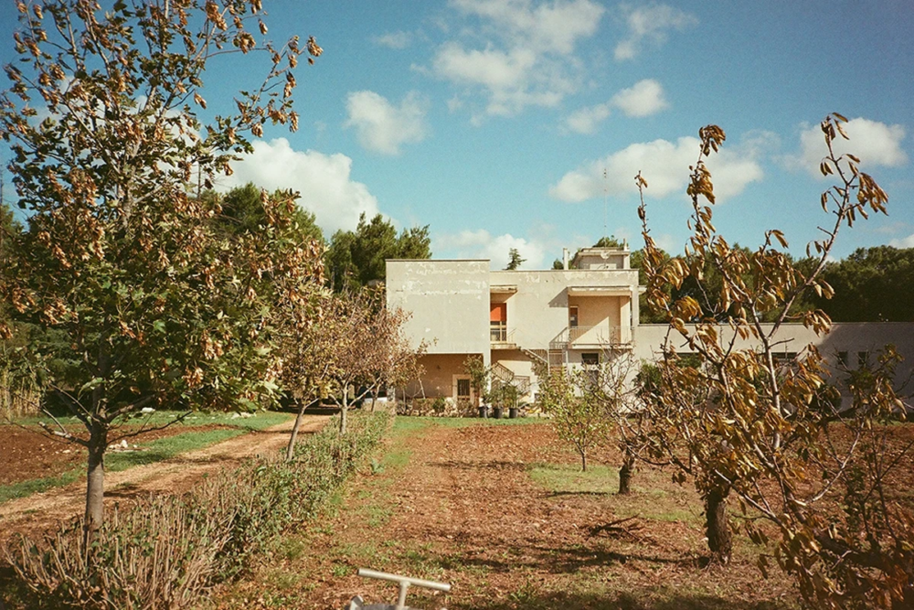 Armani Agroforestale: il primo cotone rigenerativo al mondo coltivato in agroforestazione CREA - azienda agricola Venezian Scarascia