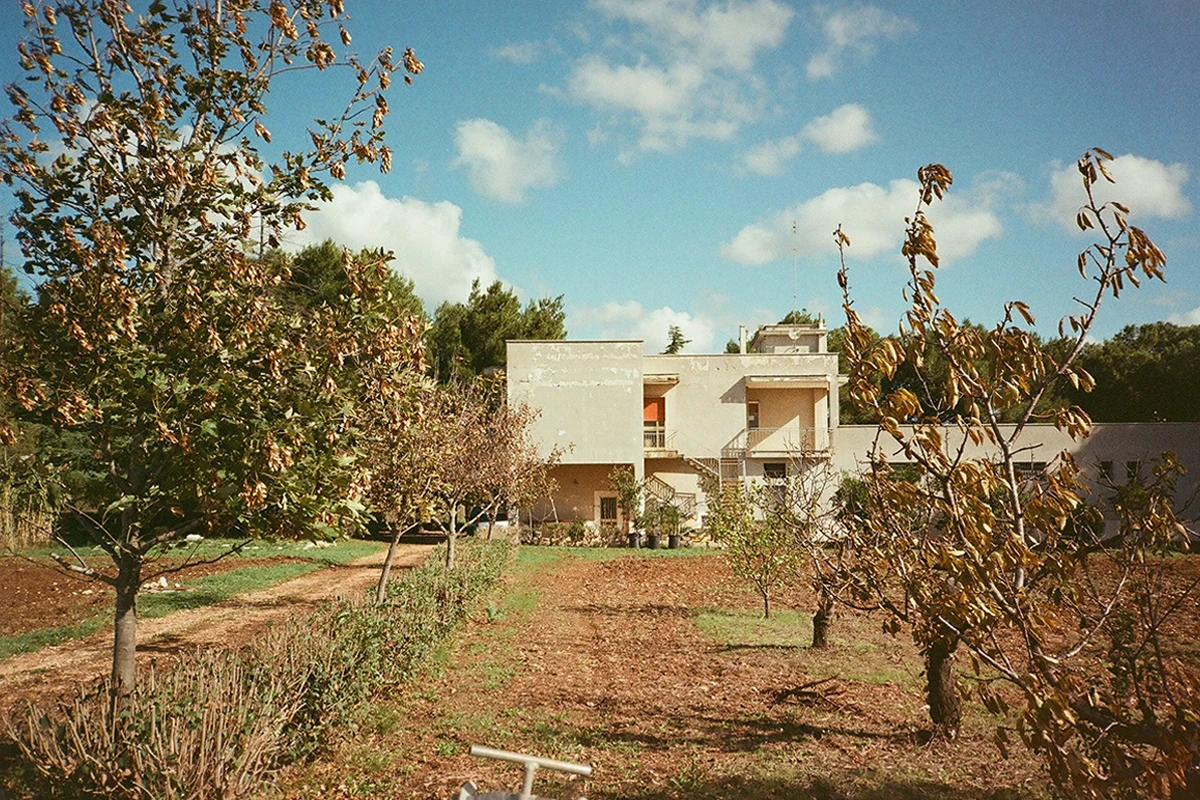 Armani Agroforestale: il primo cotone rigenerativo al mondo coltivato in agroforestazione CREA - azienda agricola Venezian Scarascia