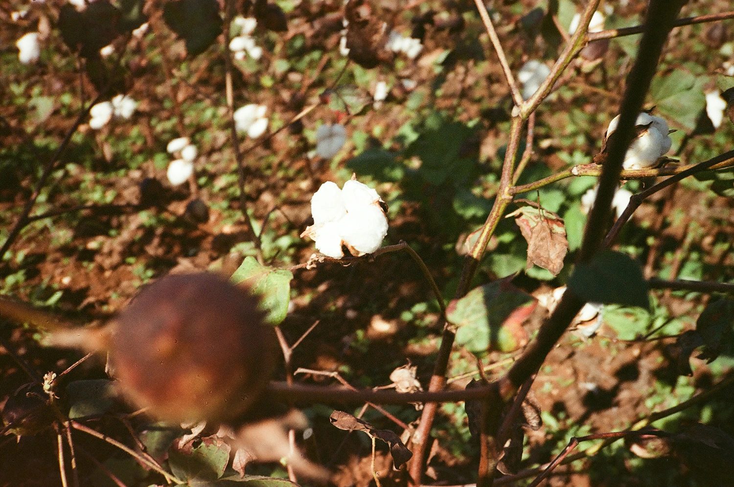 Armani Agroforestale: il primo cotone rigenerativo al mondo coltivato in agroforestazione