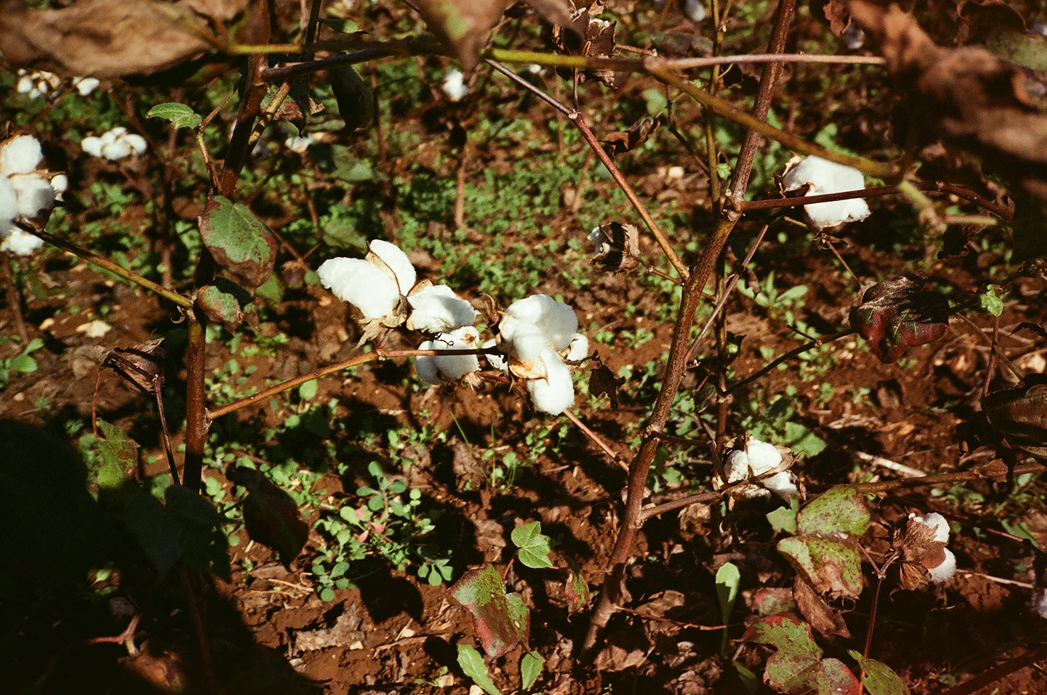 Cotton boll capsule, Rutigliano, Apulia