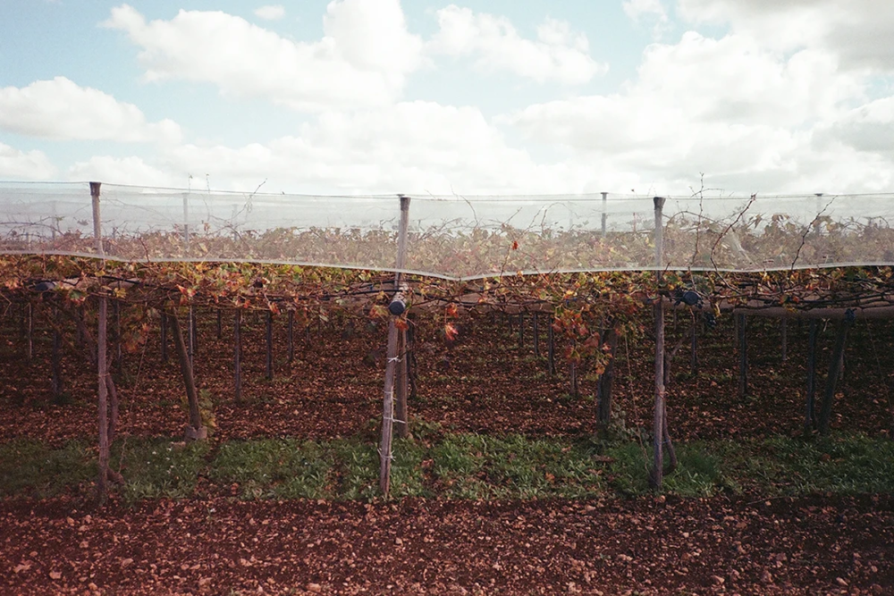 Agroforestry cotton, an experimental project launched by the Armani Group