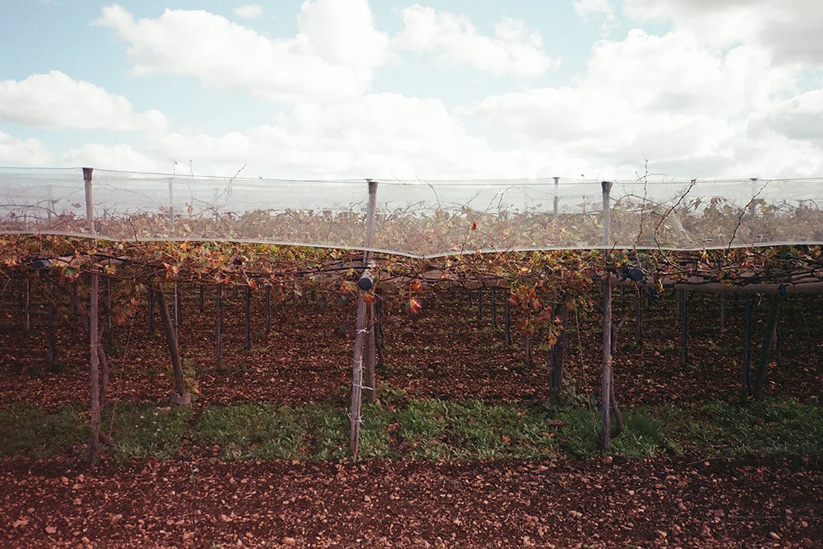 Agroforestry cotton, an experimental project launched by the Armani Group