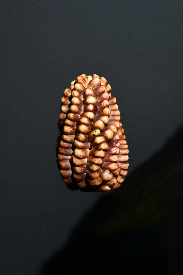 Gaia Anselmi Tamburini, Cieli Sonori