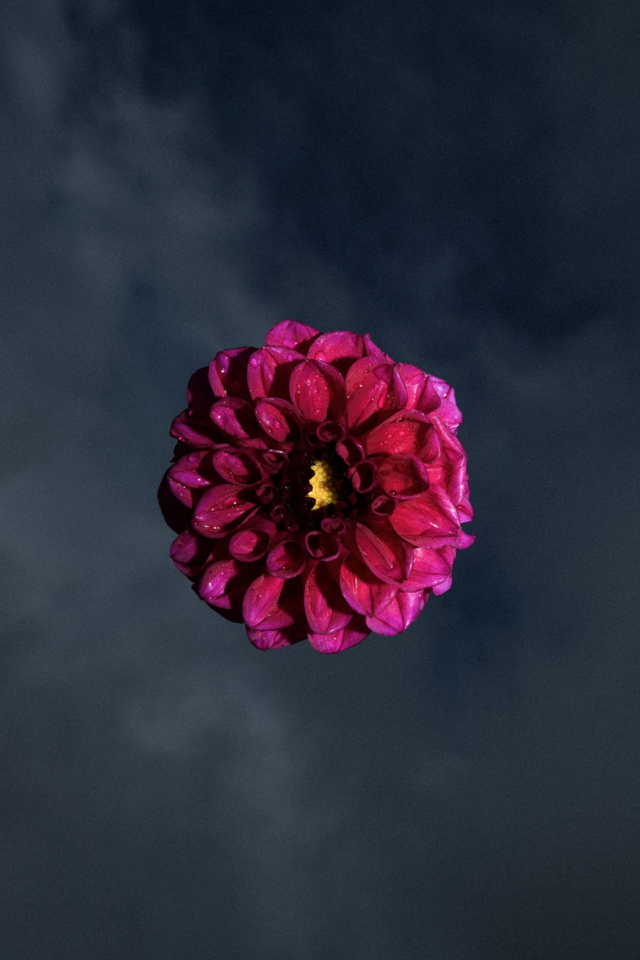 Gaia Anselmi Tamburini, Cieli Sonori