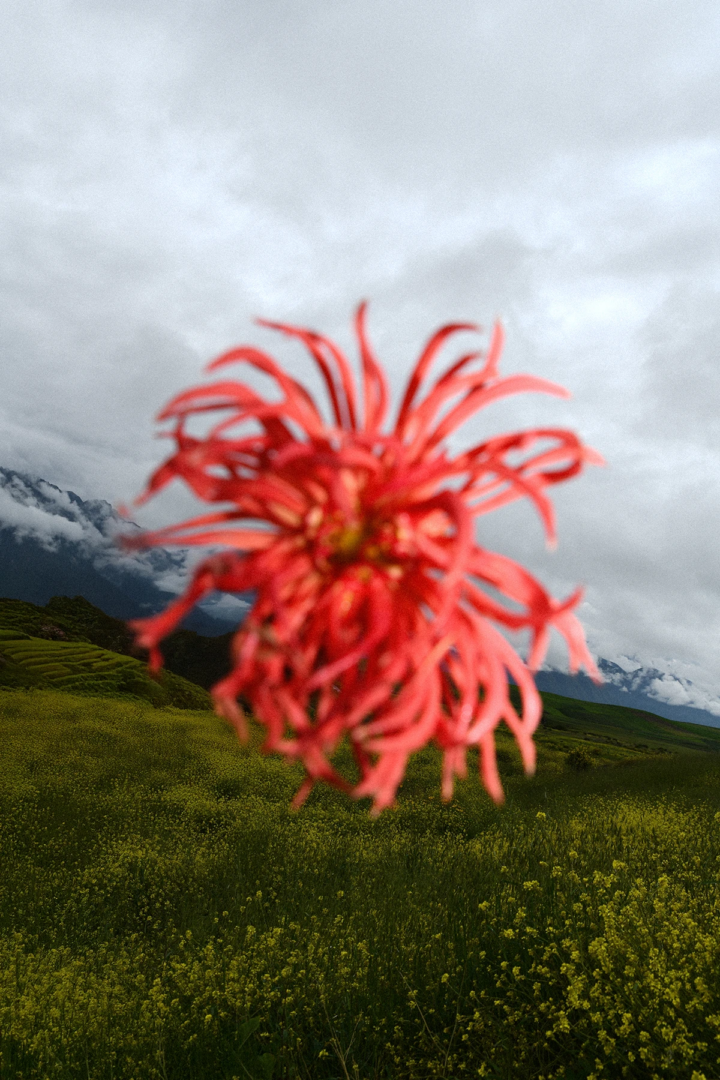Gaia Anselmi Tamburini, Cieli Sonori