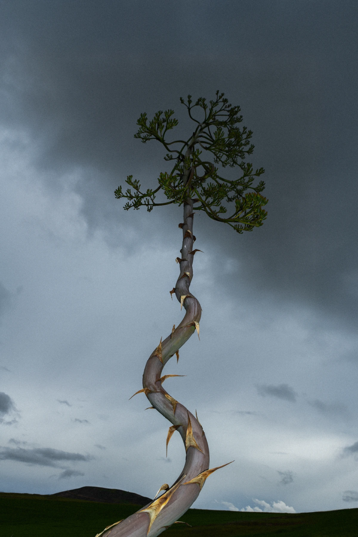 Gaia Anselmi Tamburini, Cieli Sonori