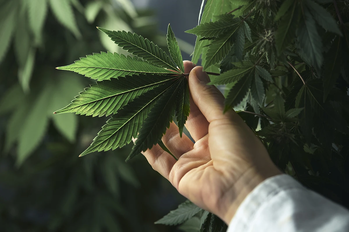 The hemp from which Revoltech manufactures its LOVRTM is sourced locally within the European Union © Revoltech