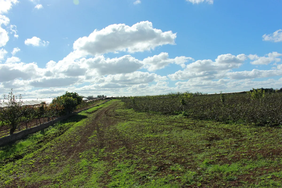 Campi di cotone a Rutigliano, Puglia