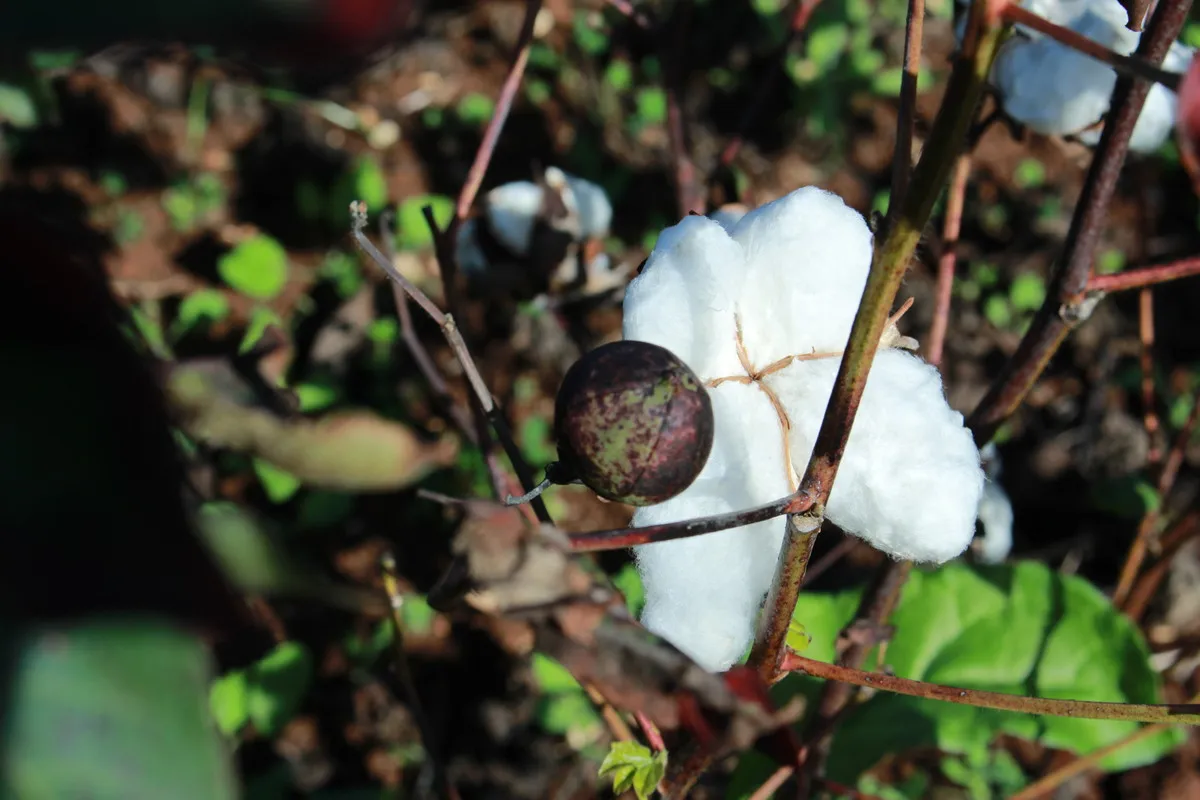 Capsula del fiocco di cotone, Rutigliano, Puglia