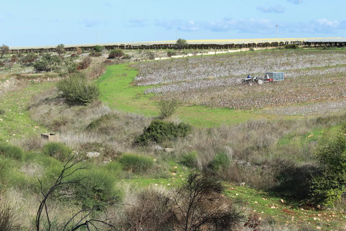Cotone agroforestale, progetto sperimentale attivato dal gruppo Armani