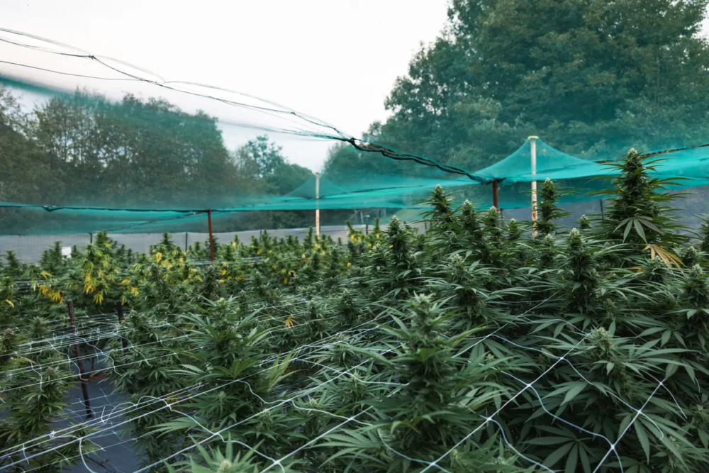 ANAB, Canapa in Italia