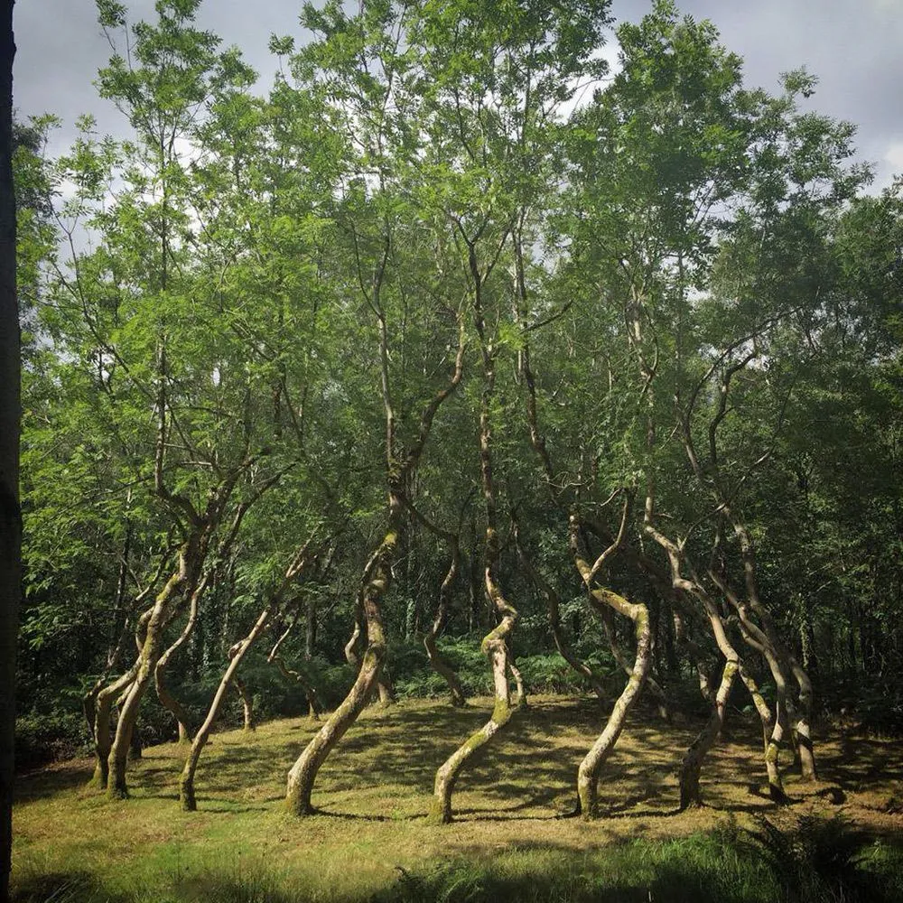 Ash Dome – A Secret Tree Artwork in Wales Planted by David Nash in 1977