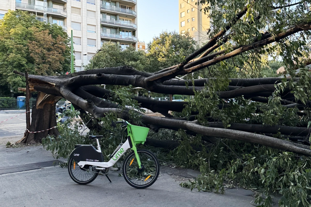 Caduta alberi Milano 4-2