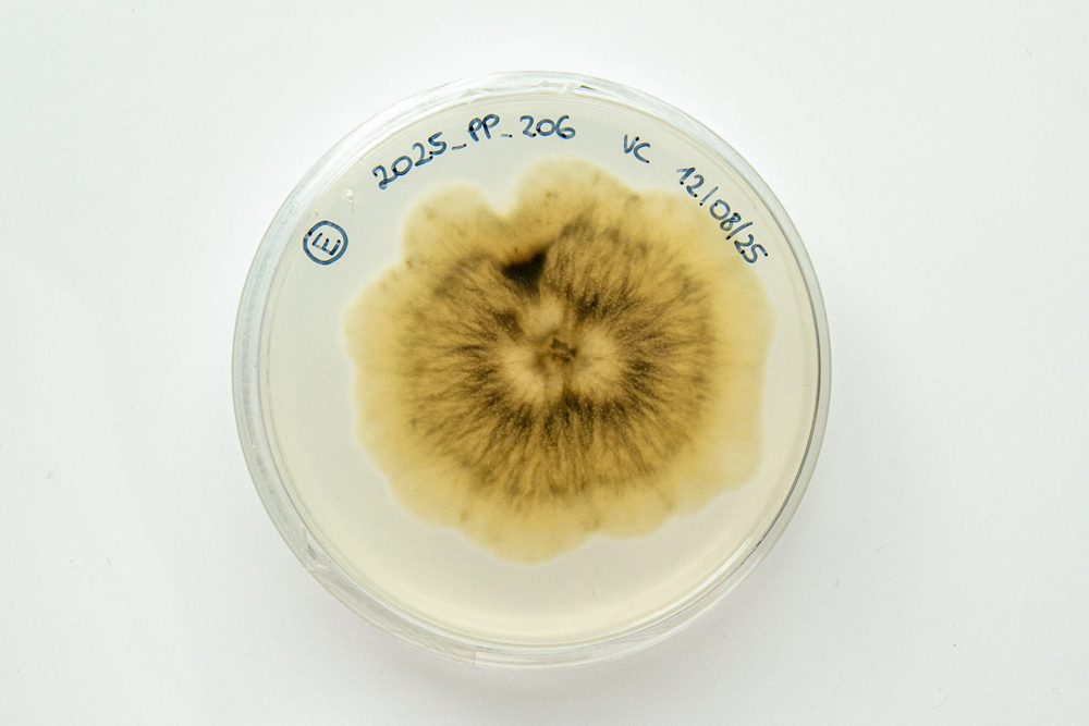 The fungus Alternaria alternata was isolated from a Gala apple from South Tyrol and cultured on Potato Dextrose Agar (PDA). Photo from the phytopathology research group at the Laimburg Research Center, thanks to Vera Christandl and Agnese Martinelli