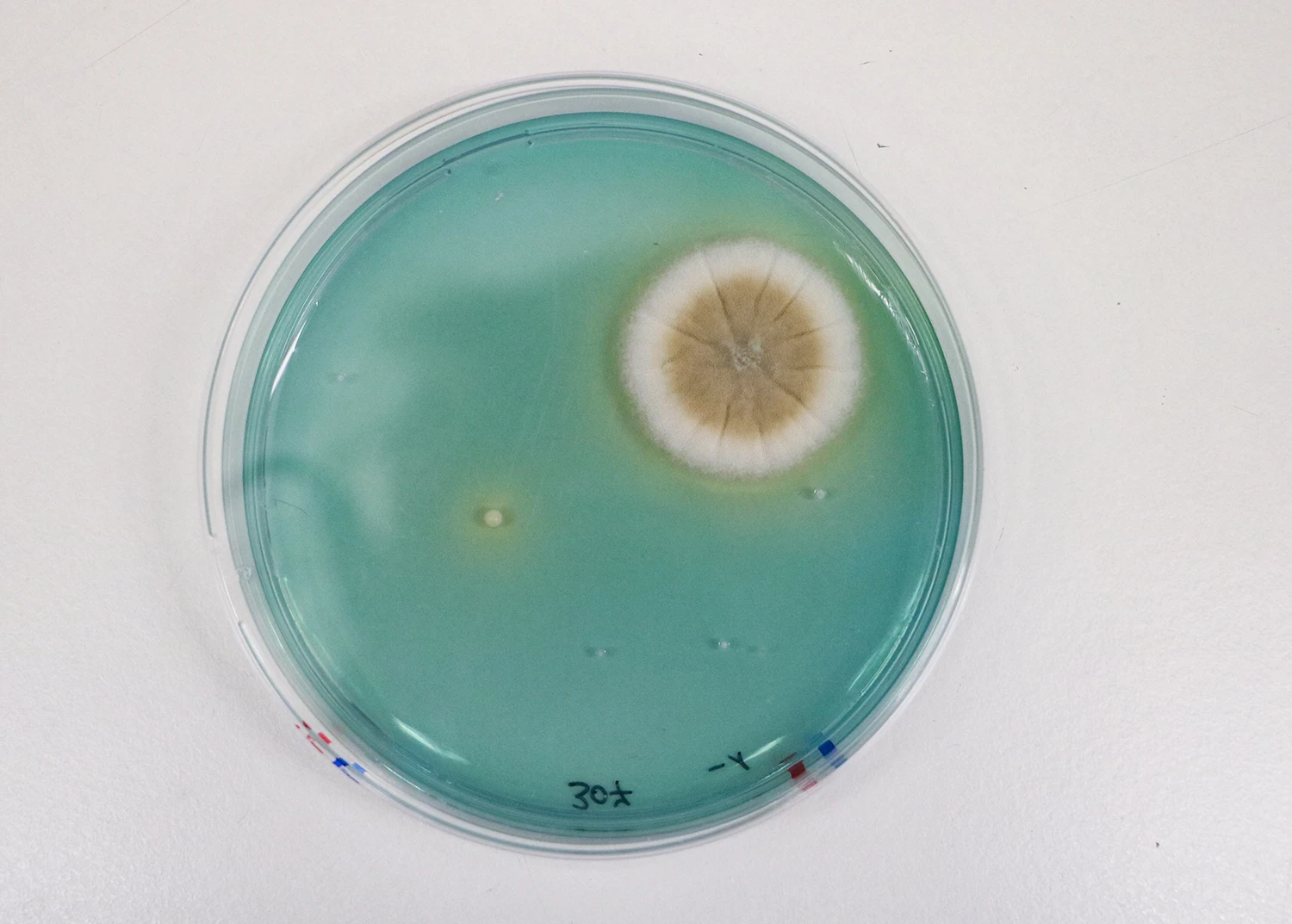 Wine mold and yeast colonies (Saccharomyces Cerevisiae) on WLN Agar from the food microbiology laboratory at the Laimburg Research Center. Sample Laura Russo