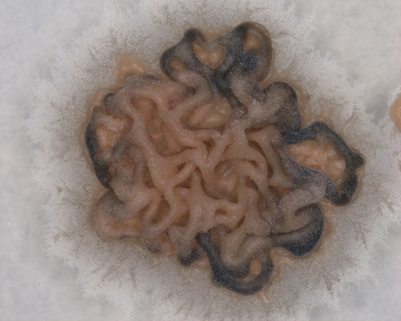 Clearly visible under the binocular microscope is the undulating surface structure of the Phytopathogenic Ascomycete fungus. Photo from the phytopathology research group at the Laimburg Research Center, thanks to Vera Christandl and Agnese Martinelli.