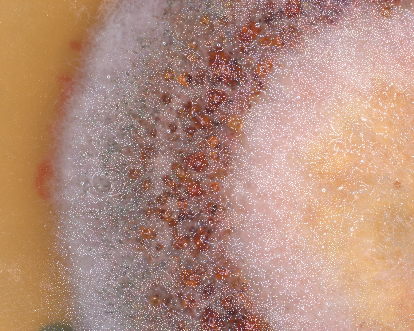 An ascomycete fungus observed under the binocular microscope. Photo from the phytopathology research group at the Laimburg Research Center, thanks to Vera Christandl and Agnese Martinelli