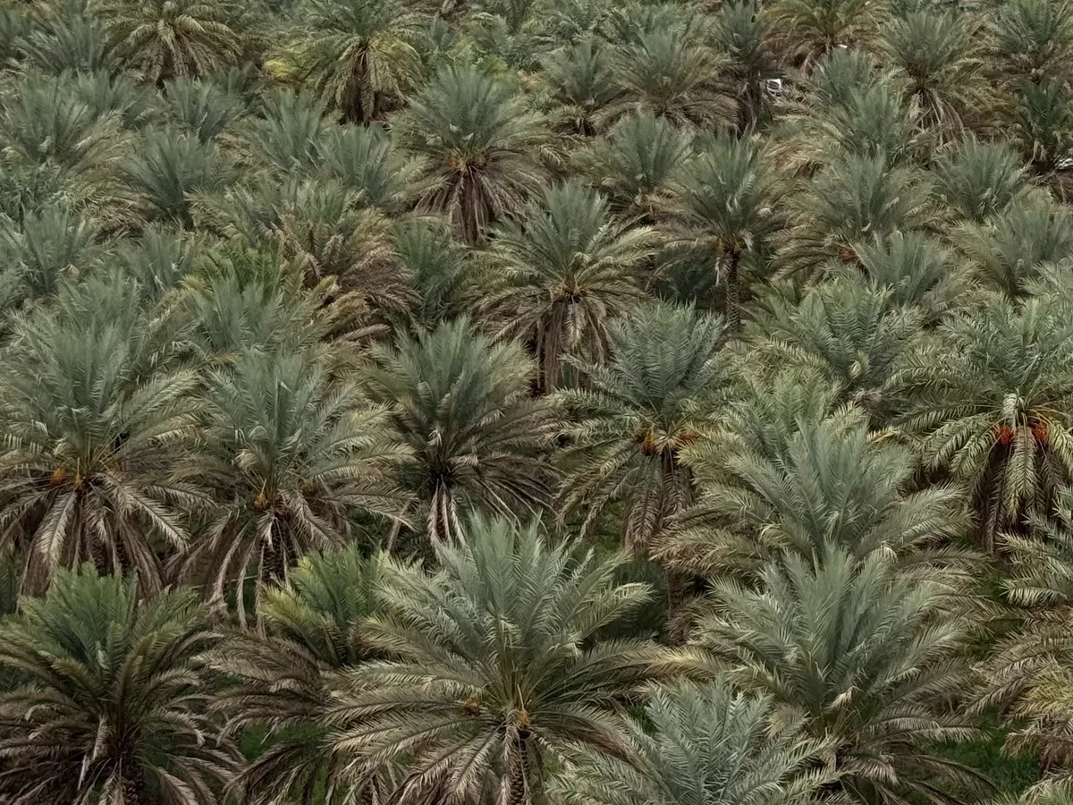Palm grove, Misfat al Abriyyin, Ad Dakhiliyah region, Oman