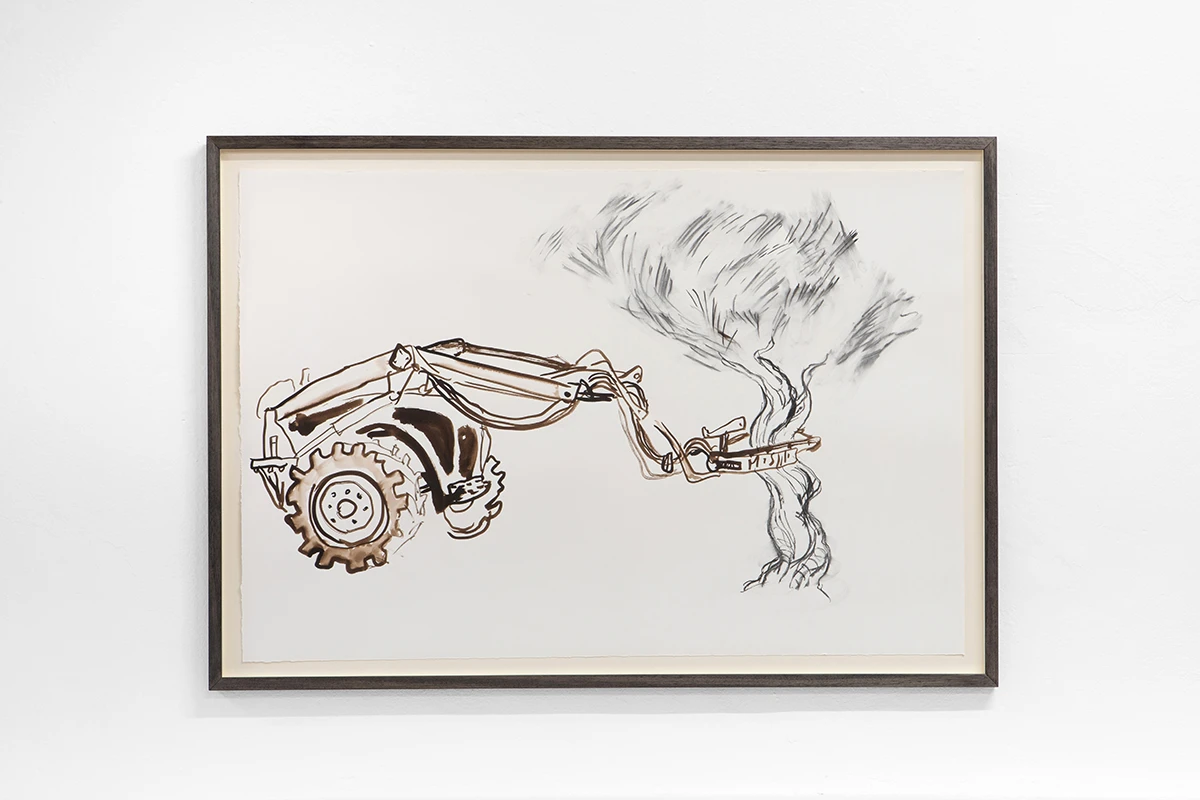 Raccolta meccanizzata delle olive, 2024