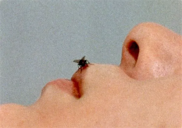 Yoko Ono, Fly, short film