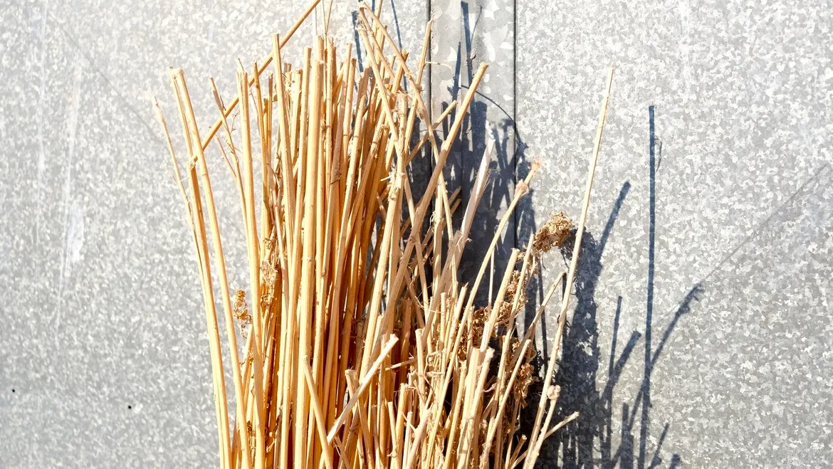 hemp stalks