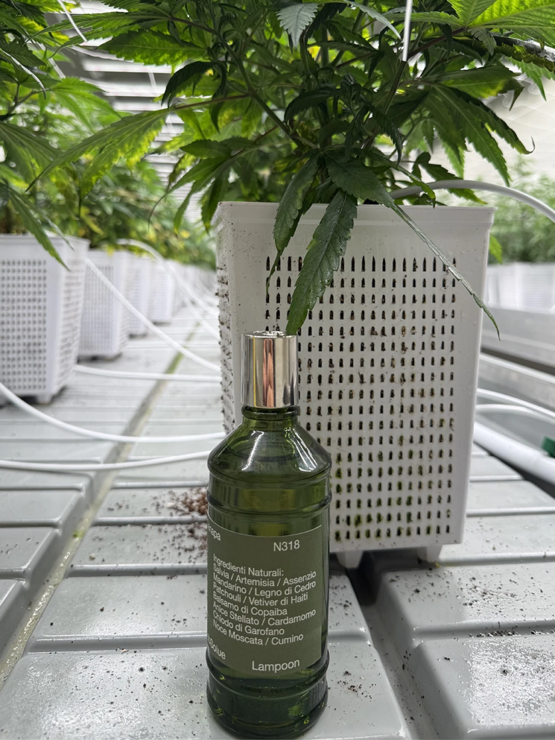 Canapa N318 Eau de Parfum limited edition, un profumo nato dalla collaborazione tra Lampoon e Labsolue. Immagini scattate presso Agricola Genesi, Modena