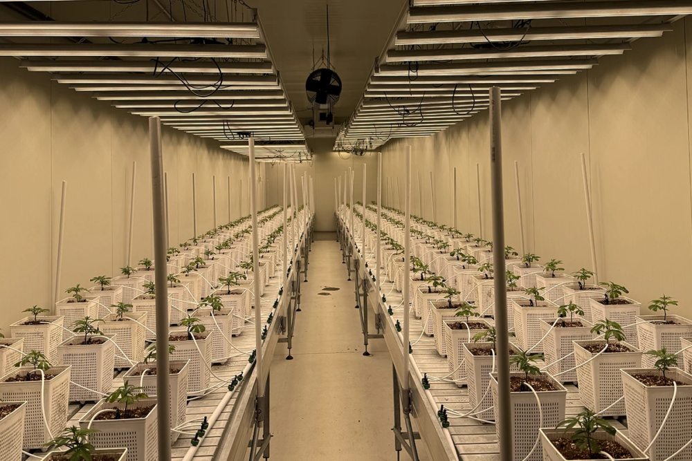 Agricola Genesi, Modena