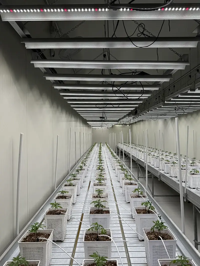 Canapa N318 Eau de Parfum limited edition, a fragrance born from the collaboration between Lampoon and LabSolue. Images shot at Agricola Genesi, Modena.