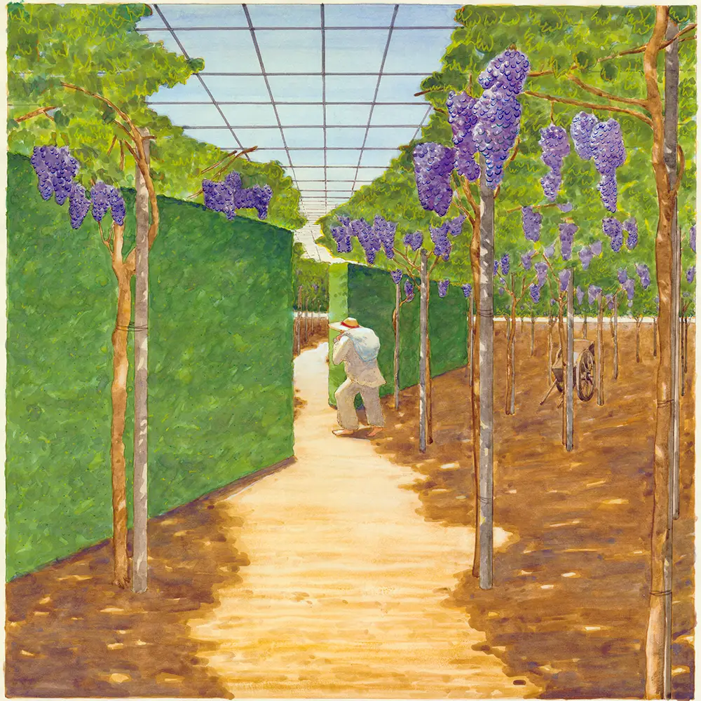 Cooperative of Mexican- American Grape gover, Santa Rosa, California 1979