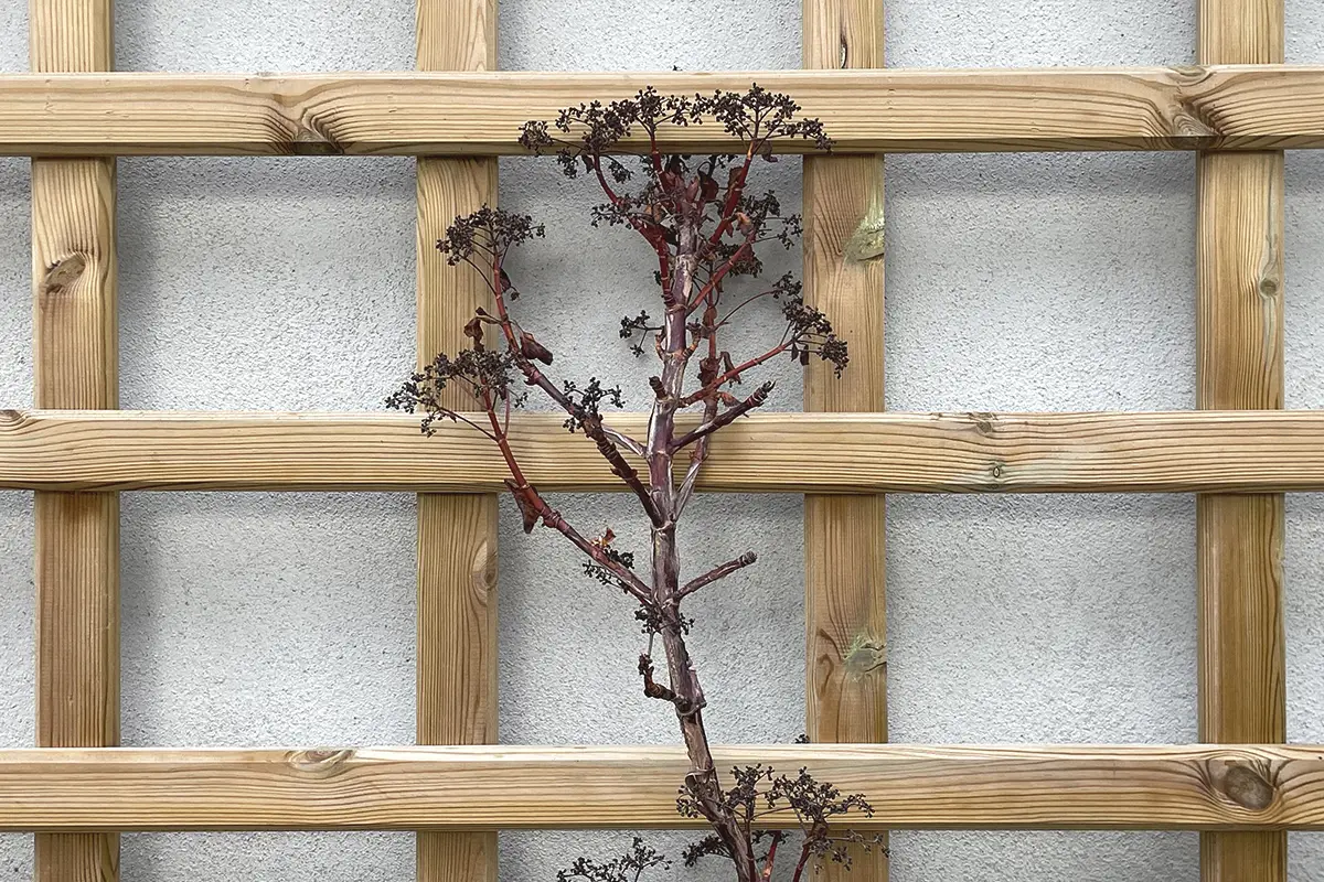 Royal Champagne Hotel & Spa