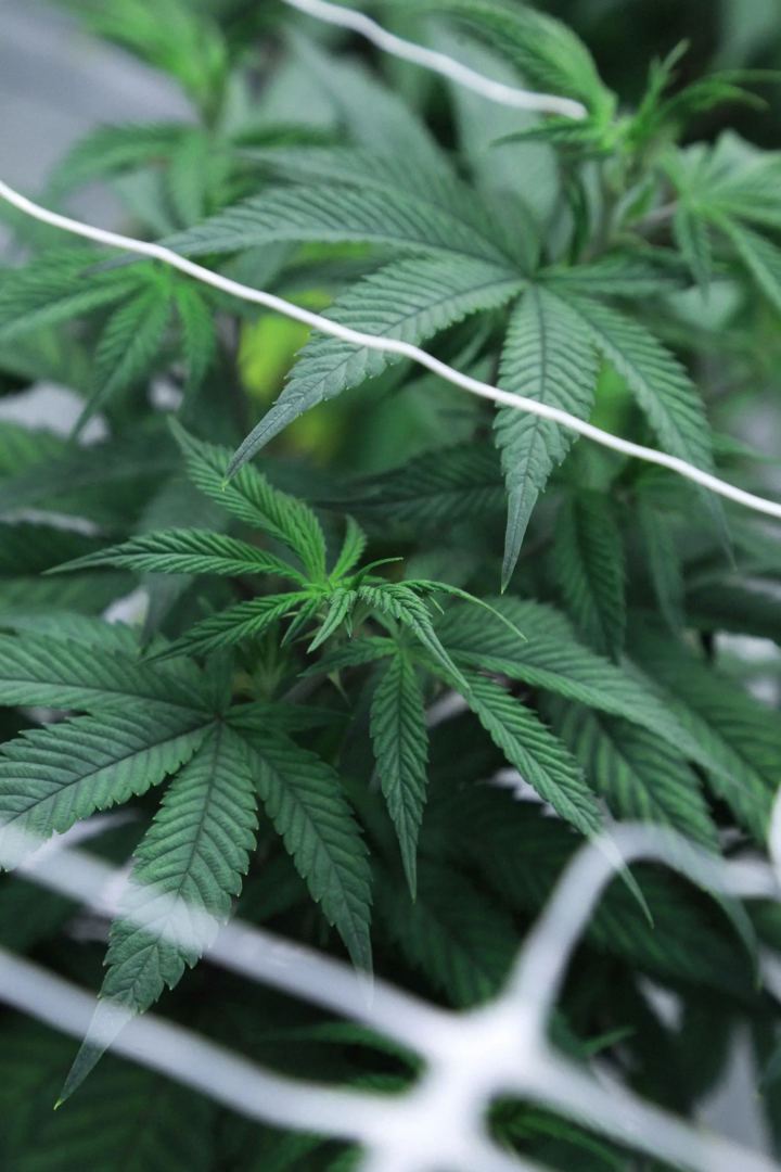 Details from Agricola Genesi, Modena