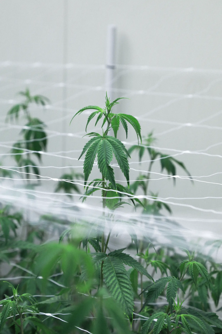 Details from Agricola Genesi, Modena