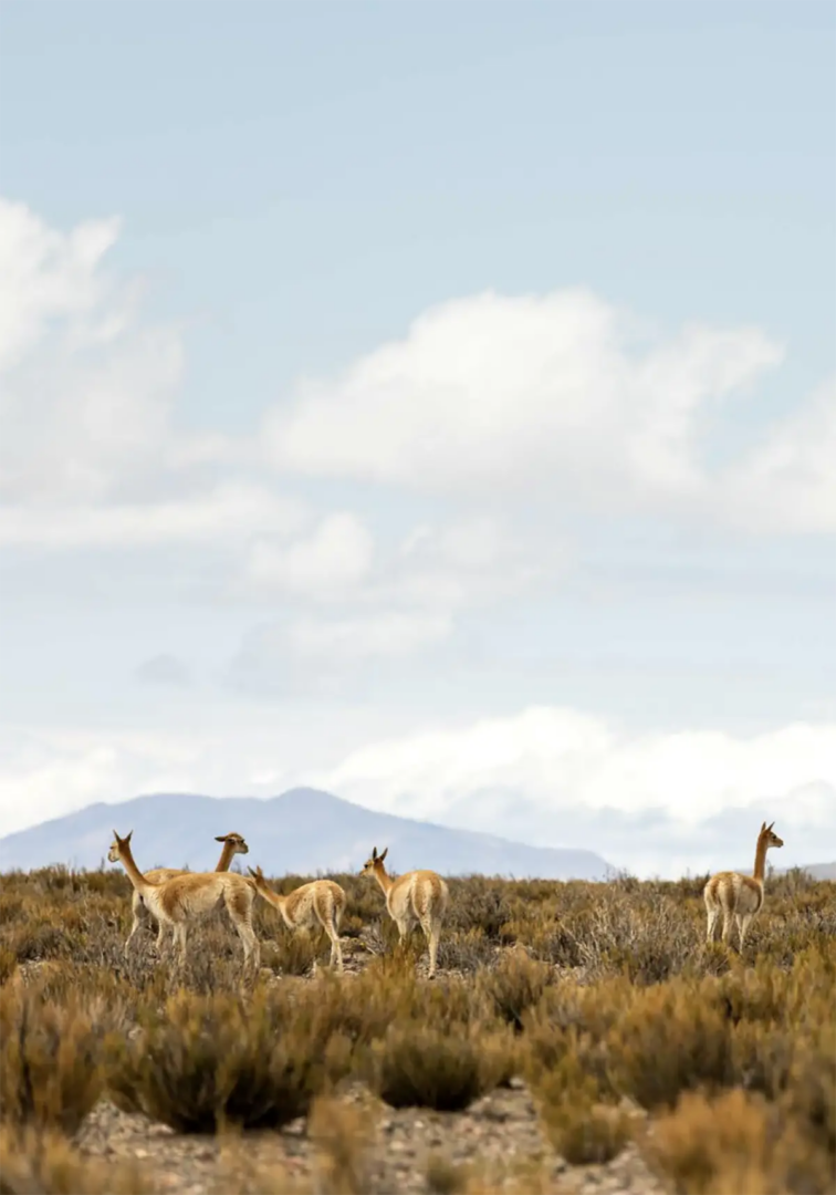 A flock of vicuñas, Jujuy, Argentina in January, 2020