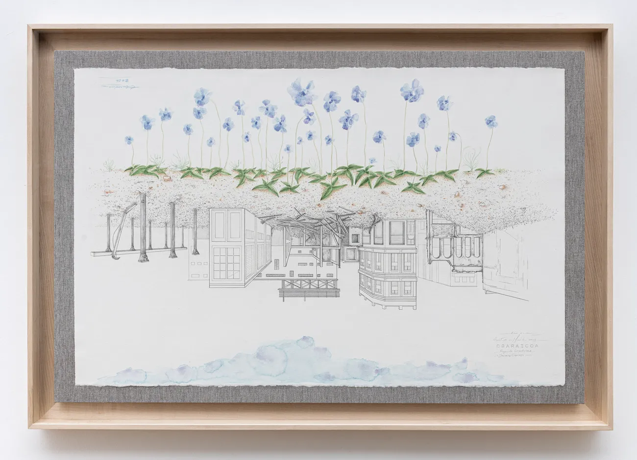 Carlos Garaicoa - Pinguicula grandiflora/Drosera Capensis (Manger les pissenlits par la racine) 2026, graphite and watercolor on Arches paper mounted on canvas and stretcher, 83,5 × 120,5 × 6 cm. Photo: Giorgio Benni