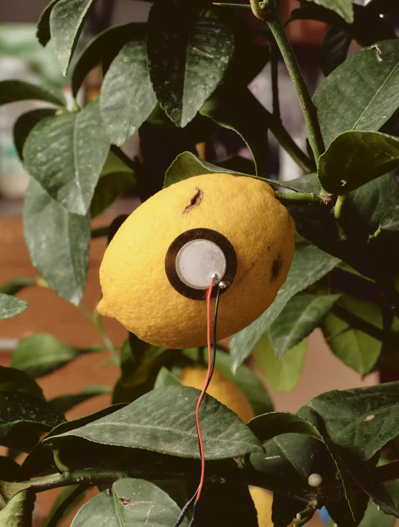 Clara Hastrup – Lemon Sensor