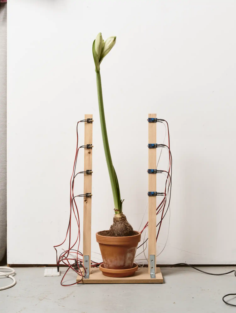 Clara Hastrup – Tall Plant