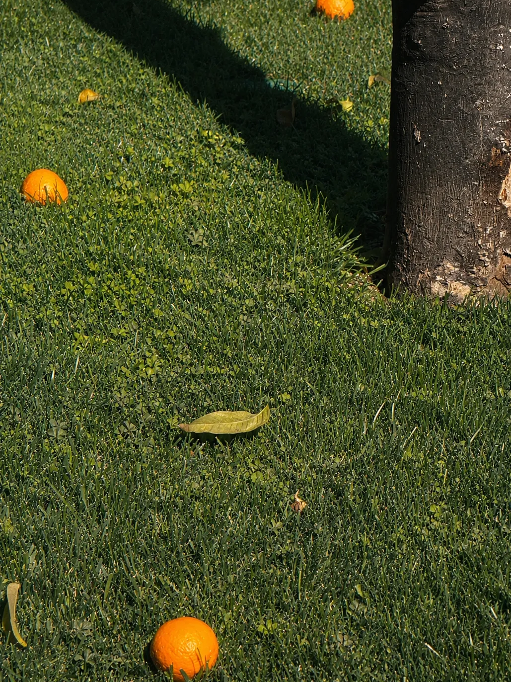 Orange trees in the garden of Ara Maris Hotel & Spa