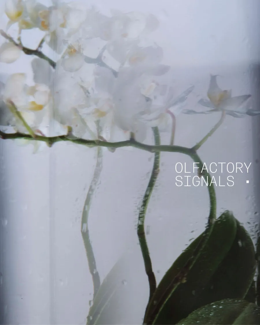 Olfactory Signals. Ph. @nachoalegre
