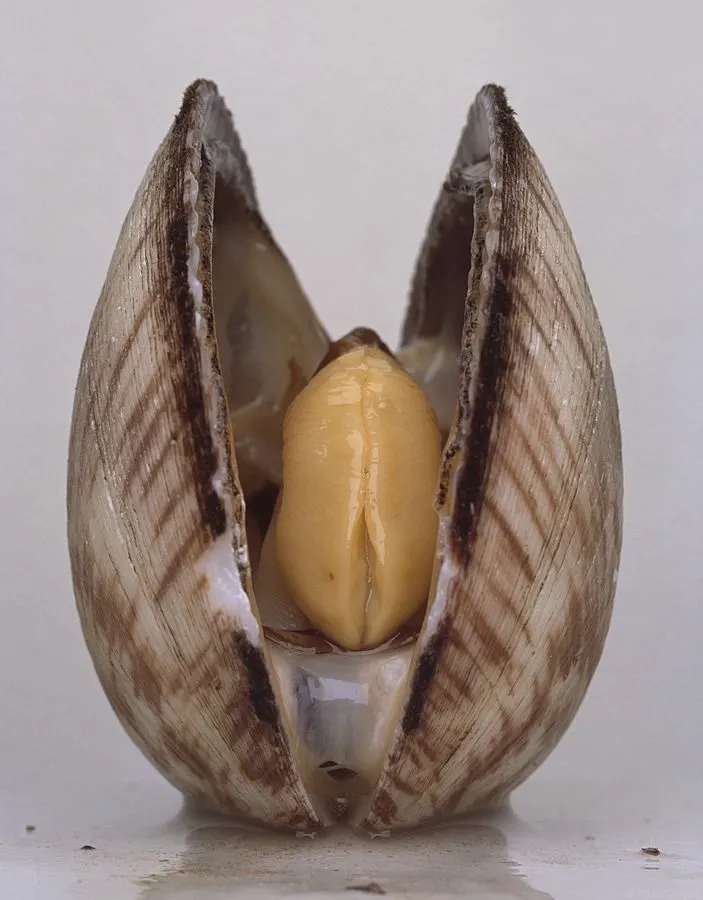 Close-up of an opened clam shell revealing its soft flesh, photographed frontally against a white background
