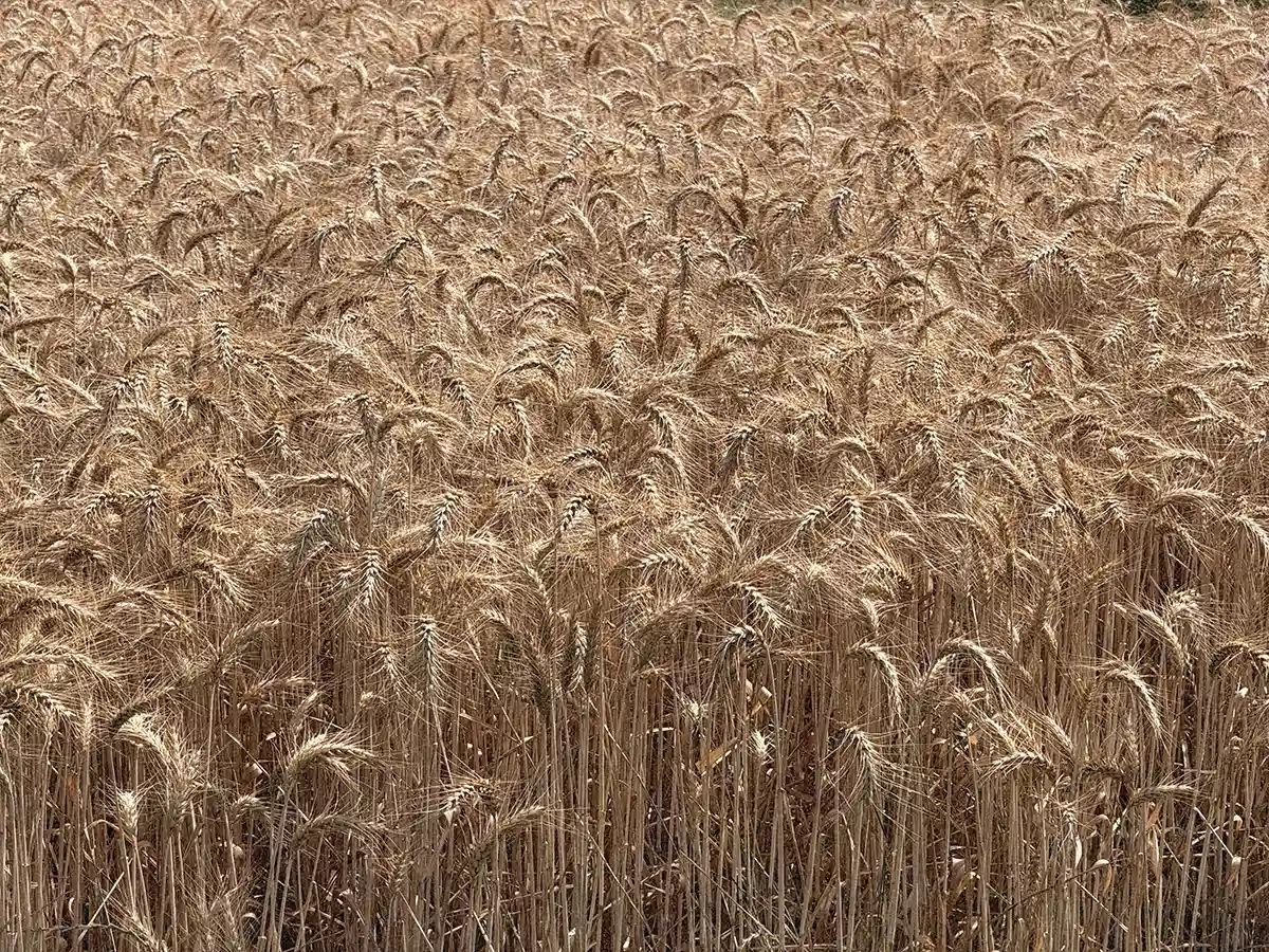 Davines Group, detail of wheat cultivation in the European Regenerative Organic Center