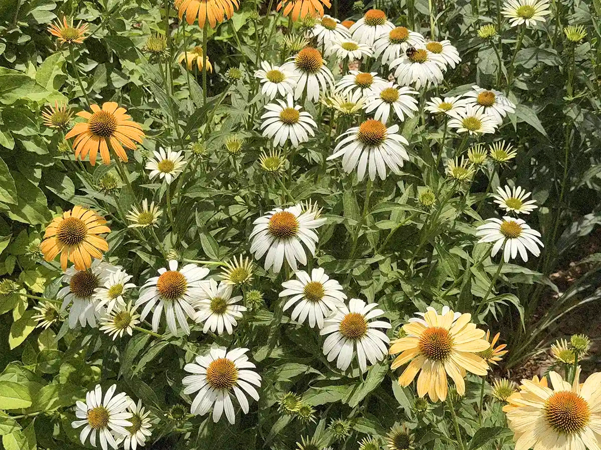 Davines Village Parma, closeup of flowers in the research garden