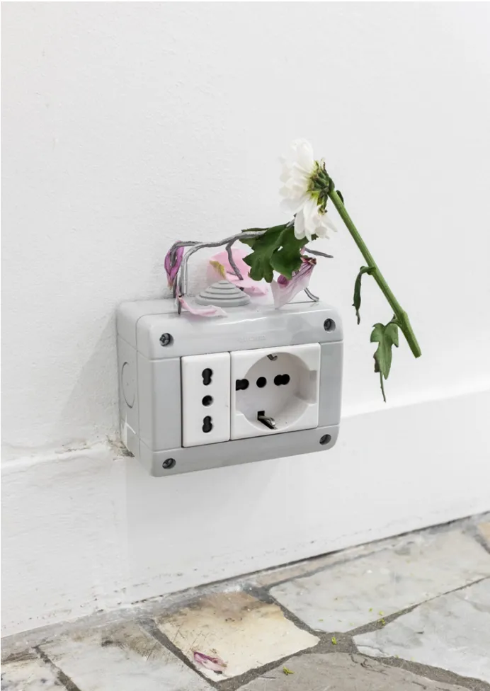 White flower draped over a wall-mounted electrical outlet, with fallen petals on a tiled floor.